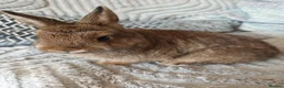 Netherland Dwarf rabbits for sale: Beautiful Netherland dwarfs babys  - Advert 5