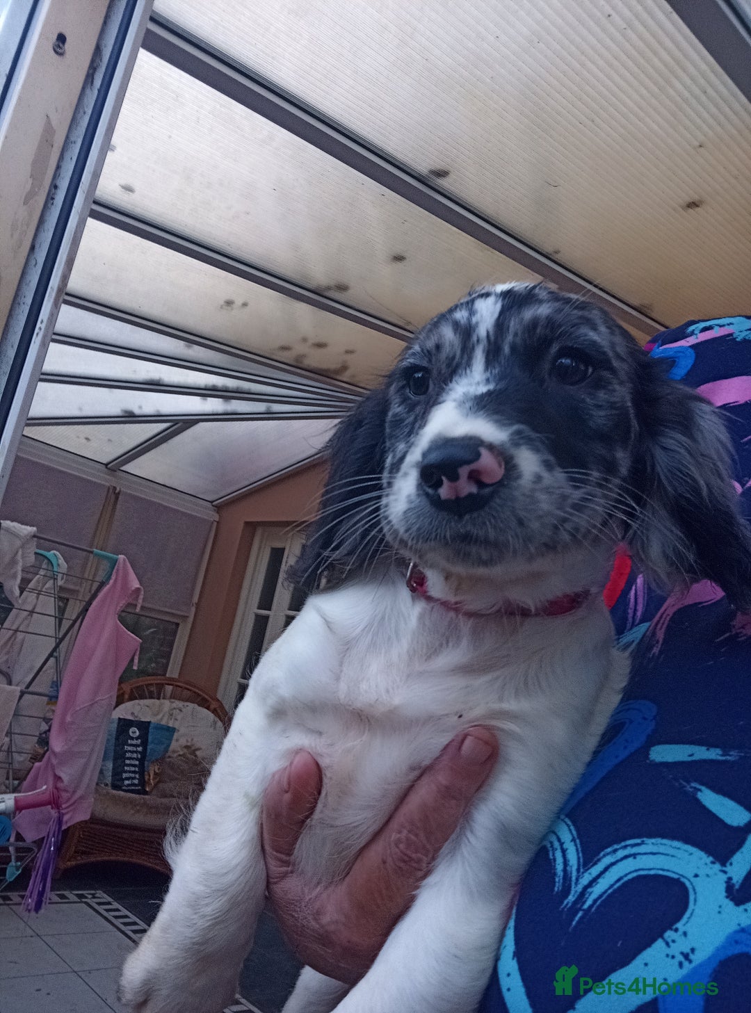 Cocker Spaniel dogs for sale: FULLY VACCINATED AND READY TO LEAVE  - Image 8