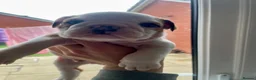 English Bulldog dogs for sale: 🔥READY NOW KC REG ENGLISH BULLDOG GIRL🔥 - Advert 7