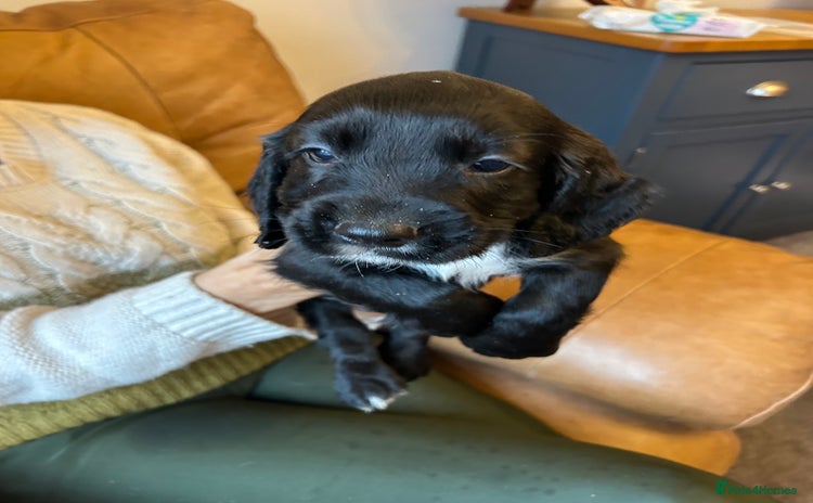 Cocker Spaniel dogs - Advert 1