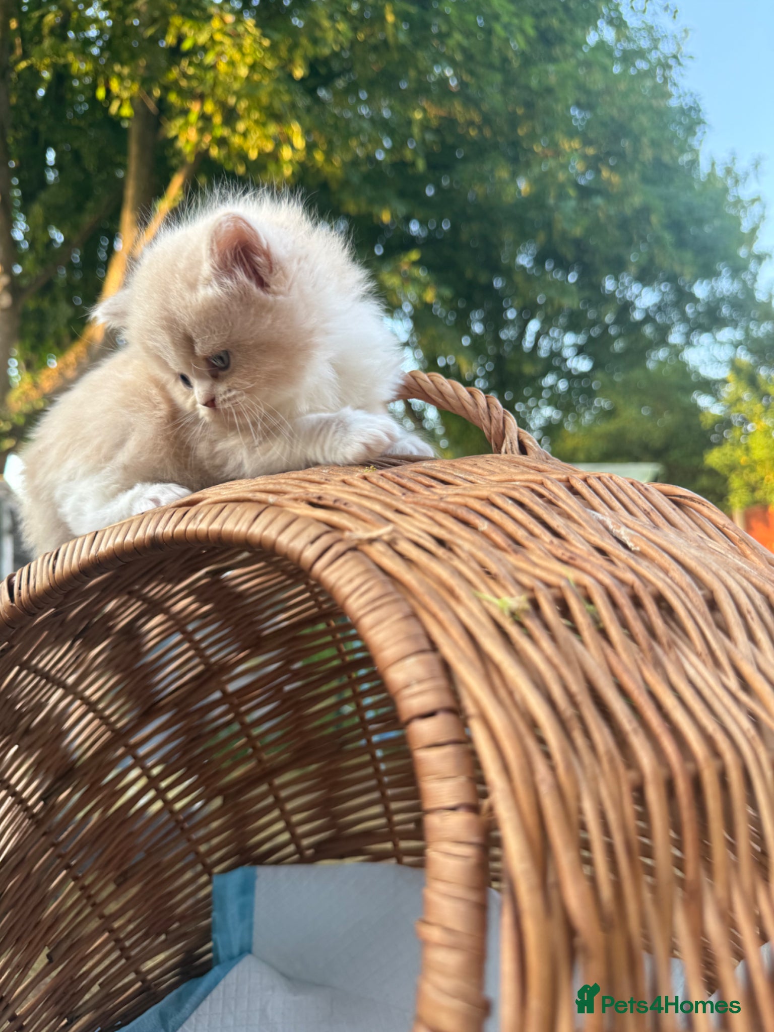 Persian cats Stunning persian kittens £495 - Advert 1