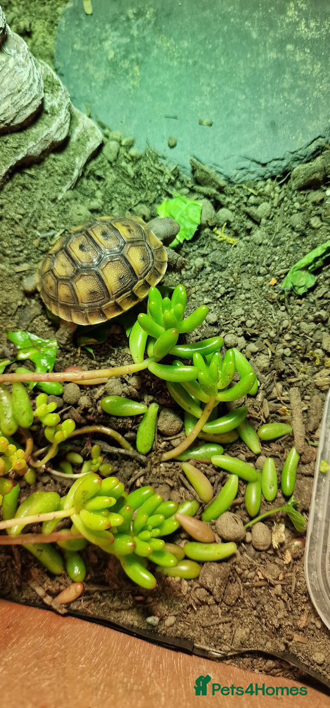 Tortoise reptiles for sale: Spur thighed tortoise  - Advert 10