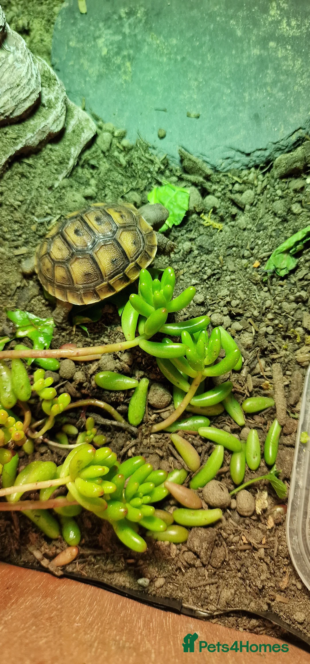 Tortoise reptiles for sale: Spur thighed tortoise  - Advert 10