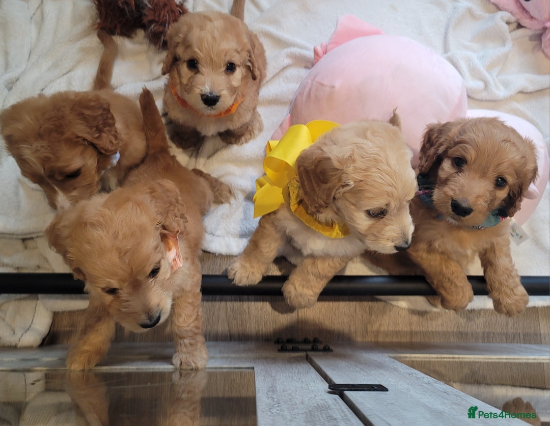 Cockapoo dogs for sale: Adorable Cockerpoo Puppies - Image 19