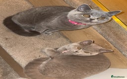 British Shorthair cats for sale: Beautiful British shorthair girl ready now - Advert 1