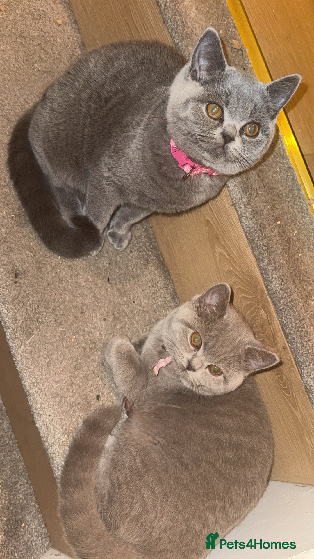 British Shorthair cats for sale: Beautiful British shorthair girl ready now - Advert 1