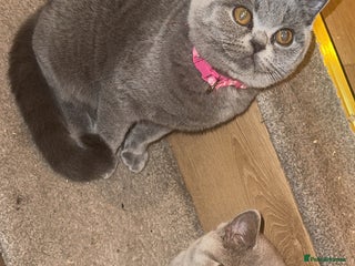British Shorthair cats Beautiful British shorthair girl ready now - Advert 1