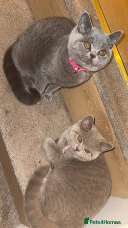 British Shorthair cats Beautiful British shorthair girl ready now - Advert 1