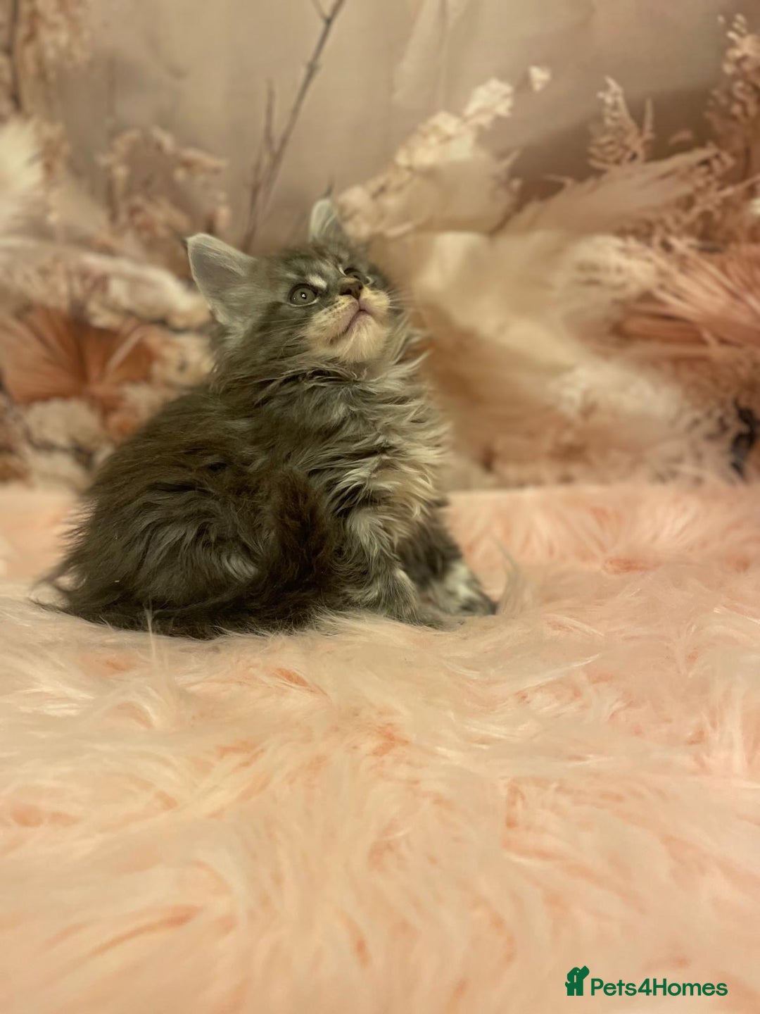 Maine Coon cats for sale: Maine Coon polydactyl (left two girls) - Advert 6