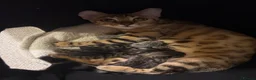 Mixed Breed cats for sale: 4 male bengal crosses  in Gloucester - Advert 6