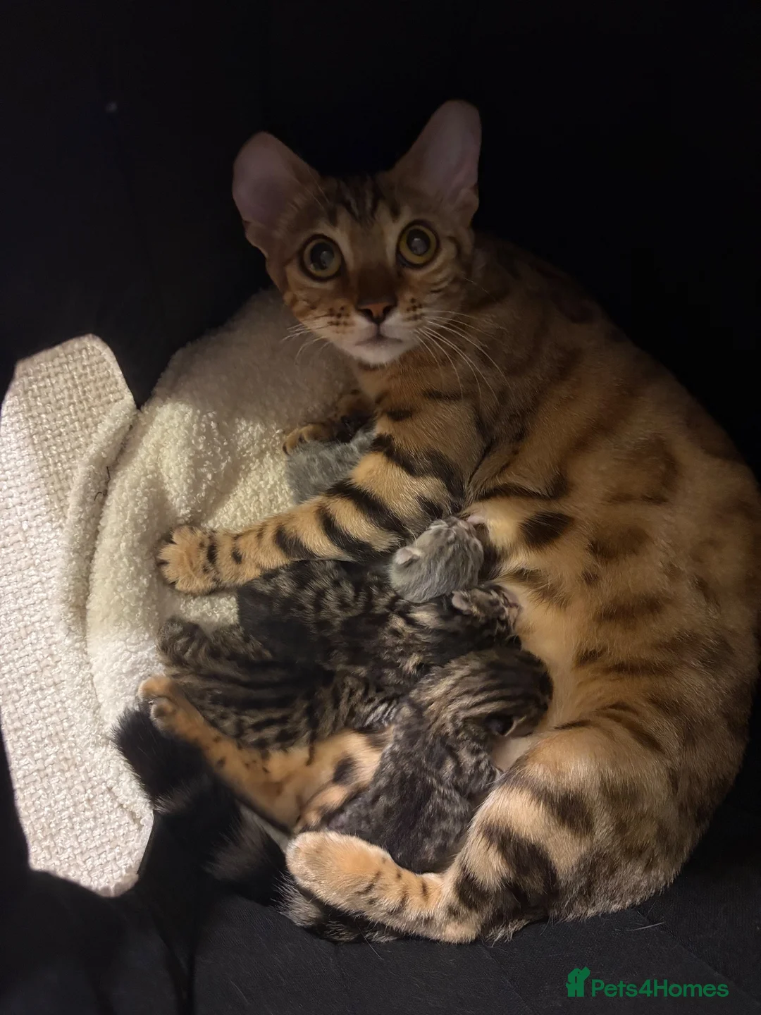 Mixed Breed cats for sale: 4 male bengal crosses  in Gloucester - Advert 6