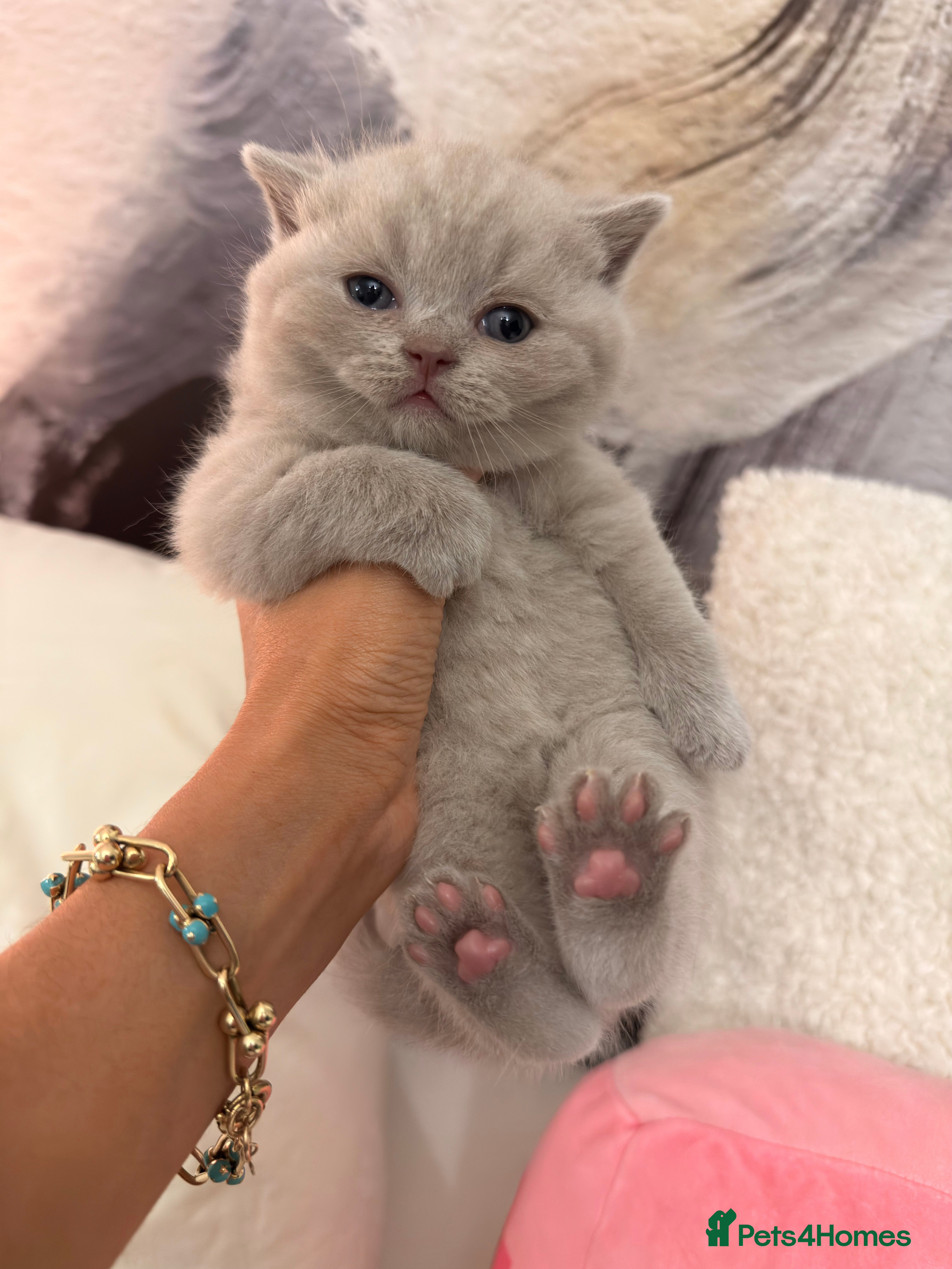 British Shorthair cats for sale: Cute British Shorthair Kittens – Pet Homes Only 💛 - Advert 5