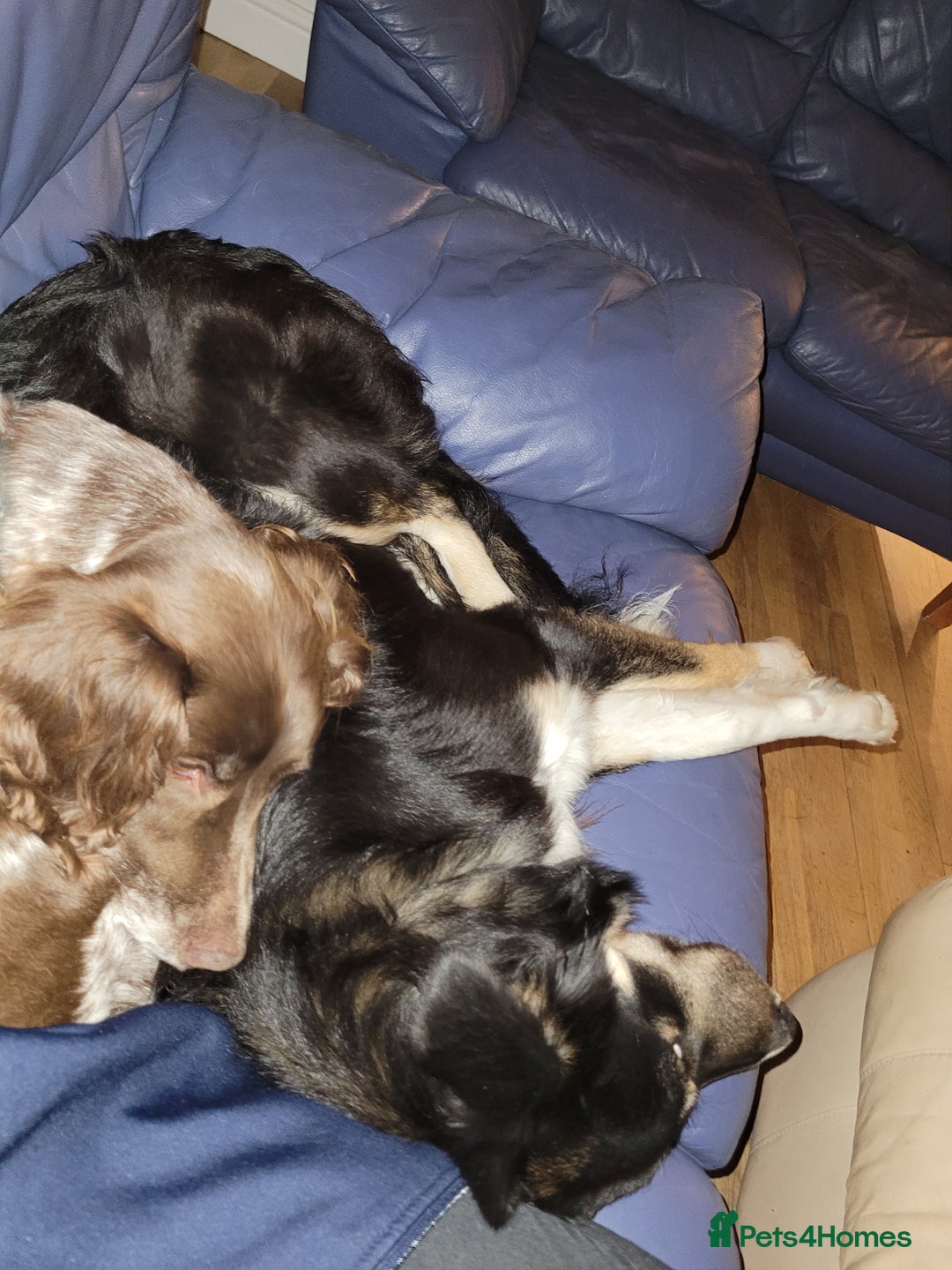 Border Collie dogs for sale: 8 months old female border collie  - Image 3