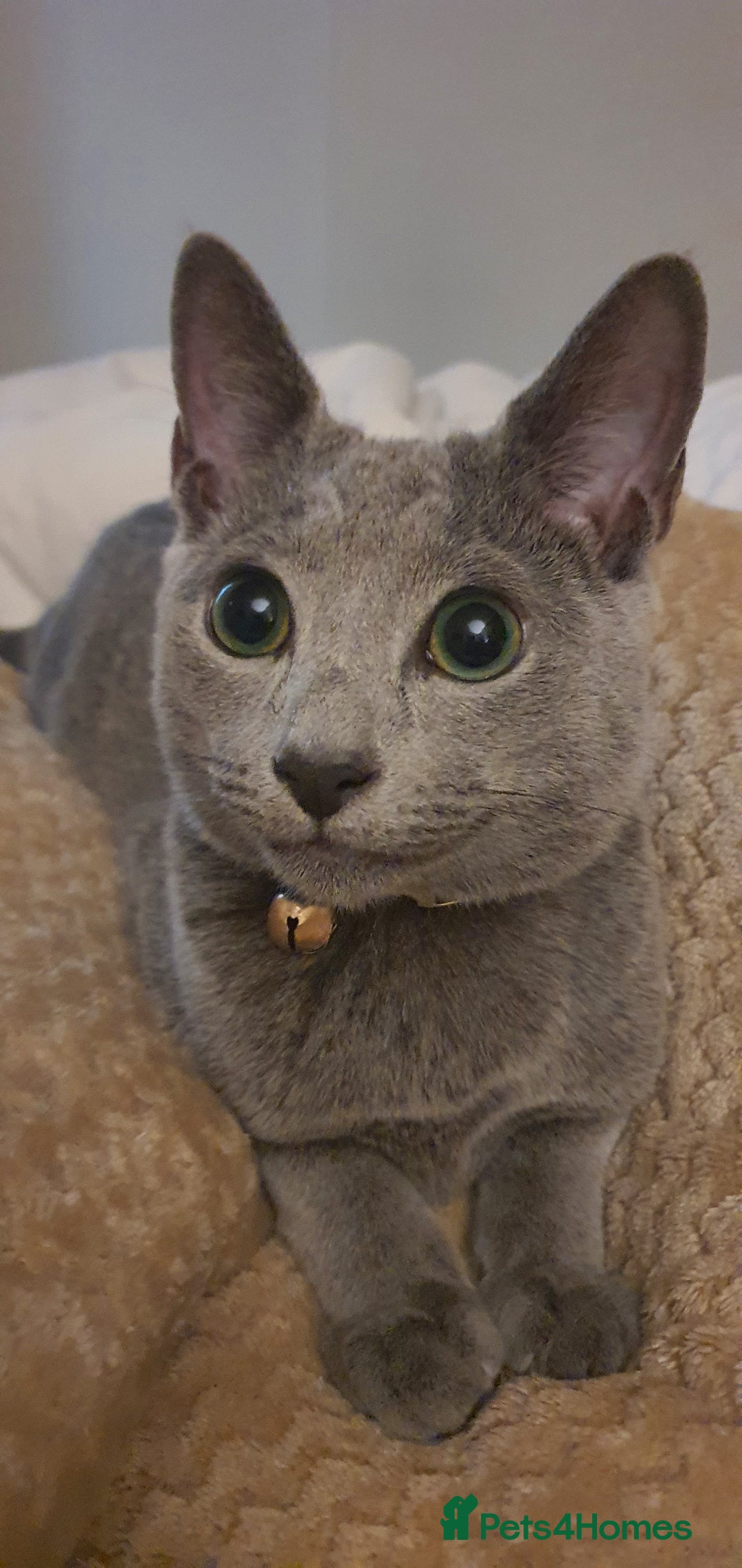 Russian Blue cats for sale: Beautiful Russian Blue Kittens for Sale - Advert 3