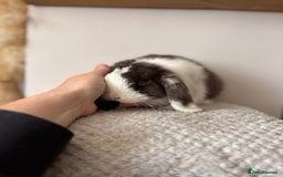 Mini Lop rabbits for sale: Pure Bred Mini lops  - Image 19