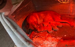 Labrador Retriever dogs for sale: Beautiful fox red Labrador pups 🐶  - Image 4