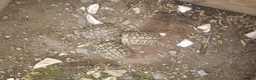 Tortoise reptiles for sale: Hermann tortoise - Advert 1