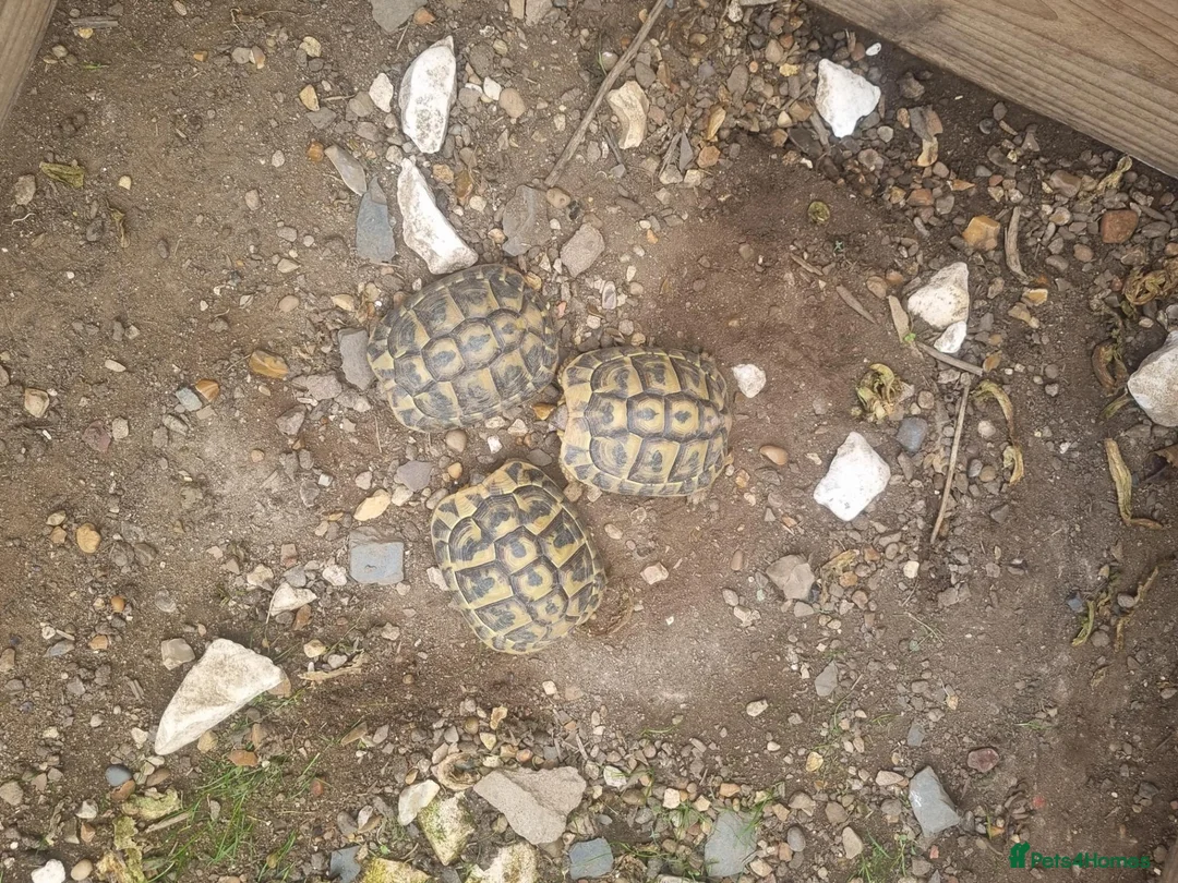 Tortoise reptiles for sale: Hermann tortoise - Advert 1