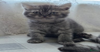 Scottish Fold cats - Advert 8