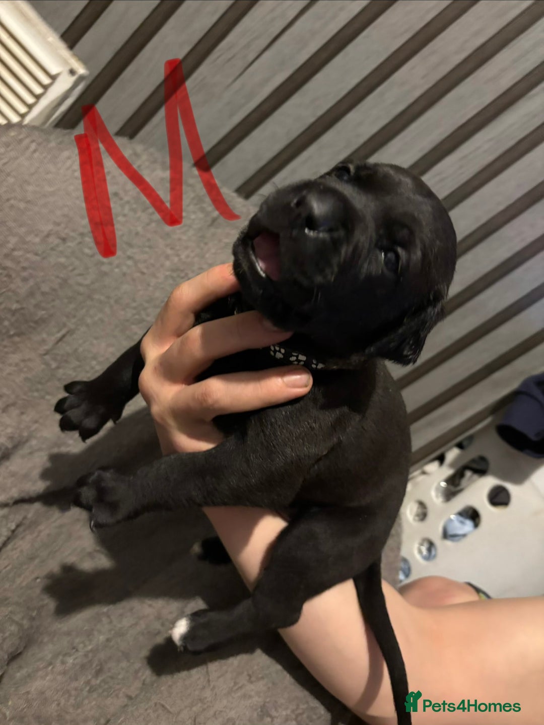 Mixed Breed dogs for sale: Beautiful Presa canario x staff - Advert 5