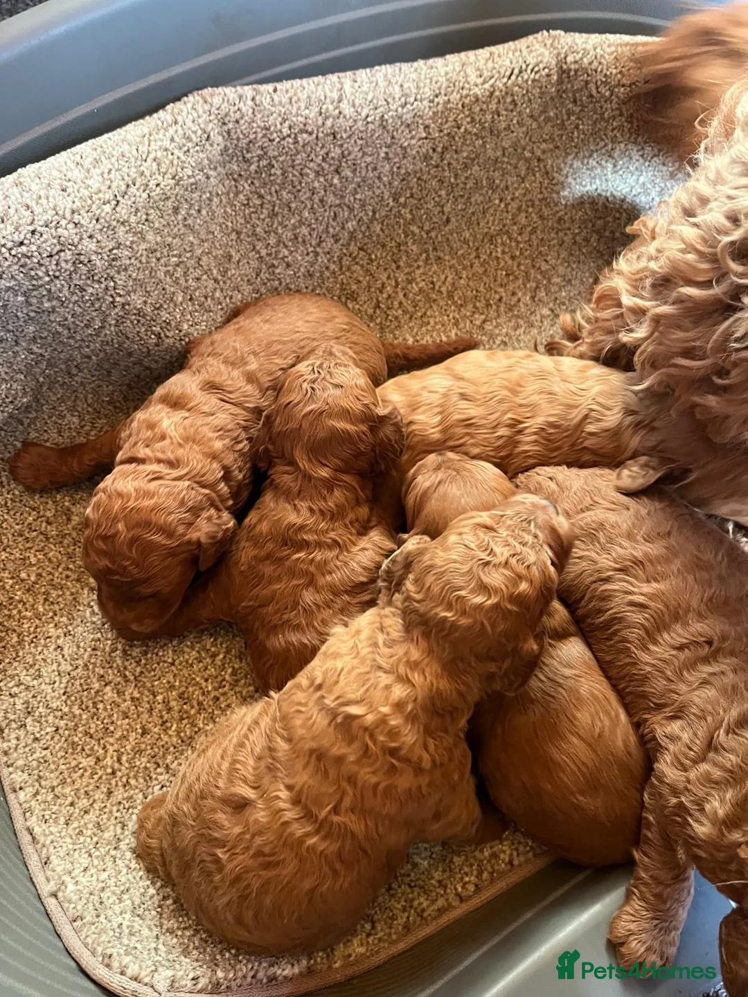 Cavapoo dogs for sale: Cava poo puppies - Advert 11