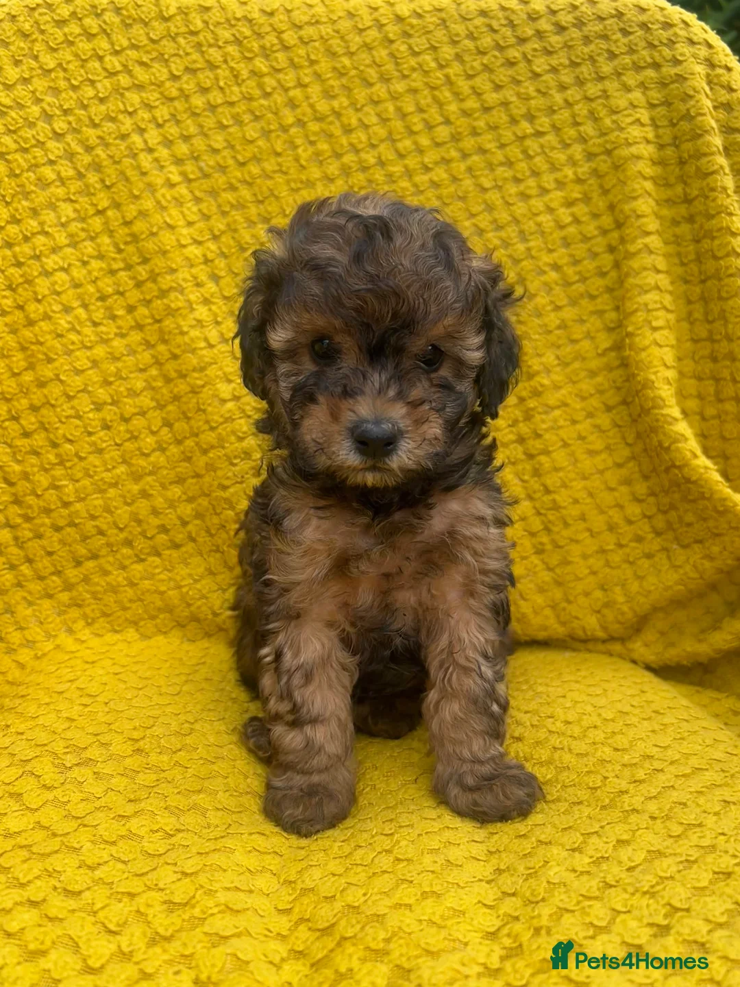 Poodle dogs for sale: Poodle puppies  - Advert 2