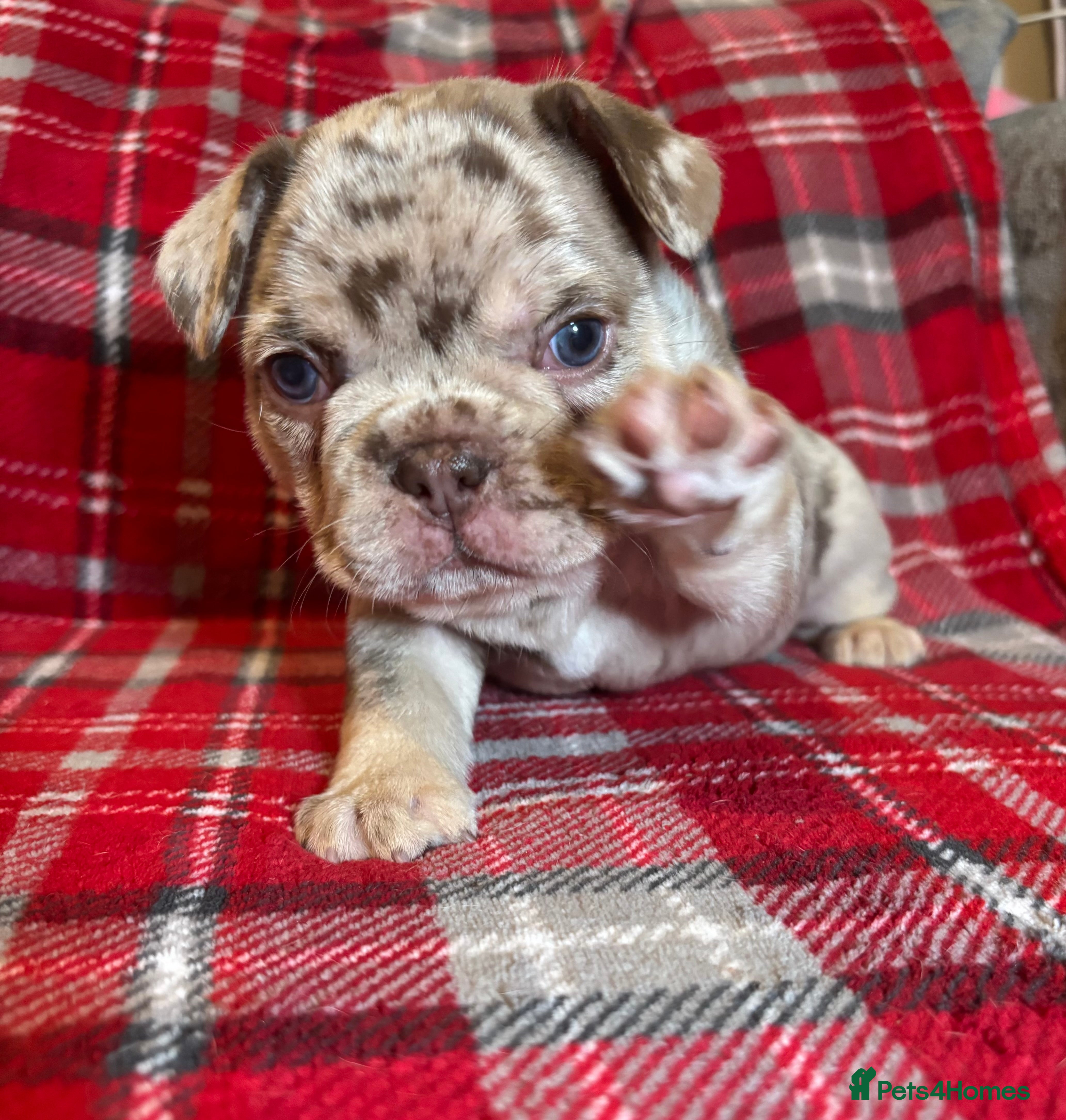 French Bulldog dogs QUALITY FRENCH BULLDOG PUPPIES - Advert 13