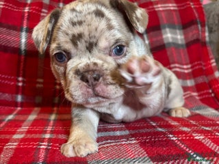 French Bulldog dogs QUALITY FRENCH BULLDOG PUPPIES - Advert 4