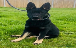 German Shepherd dogs for sale: CZECH DDR WEST GERMAN OLD BLOODLINE KC - Image 11
