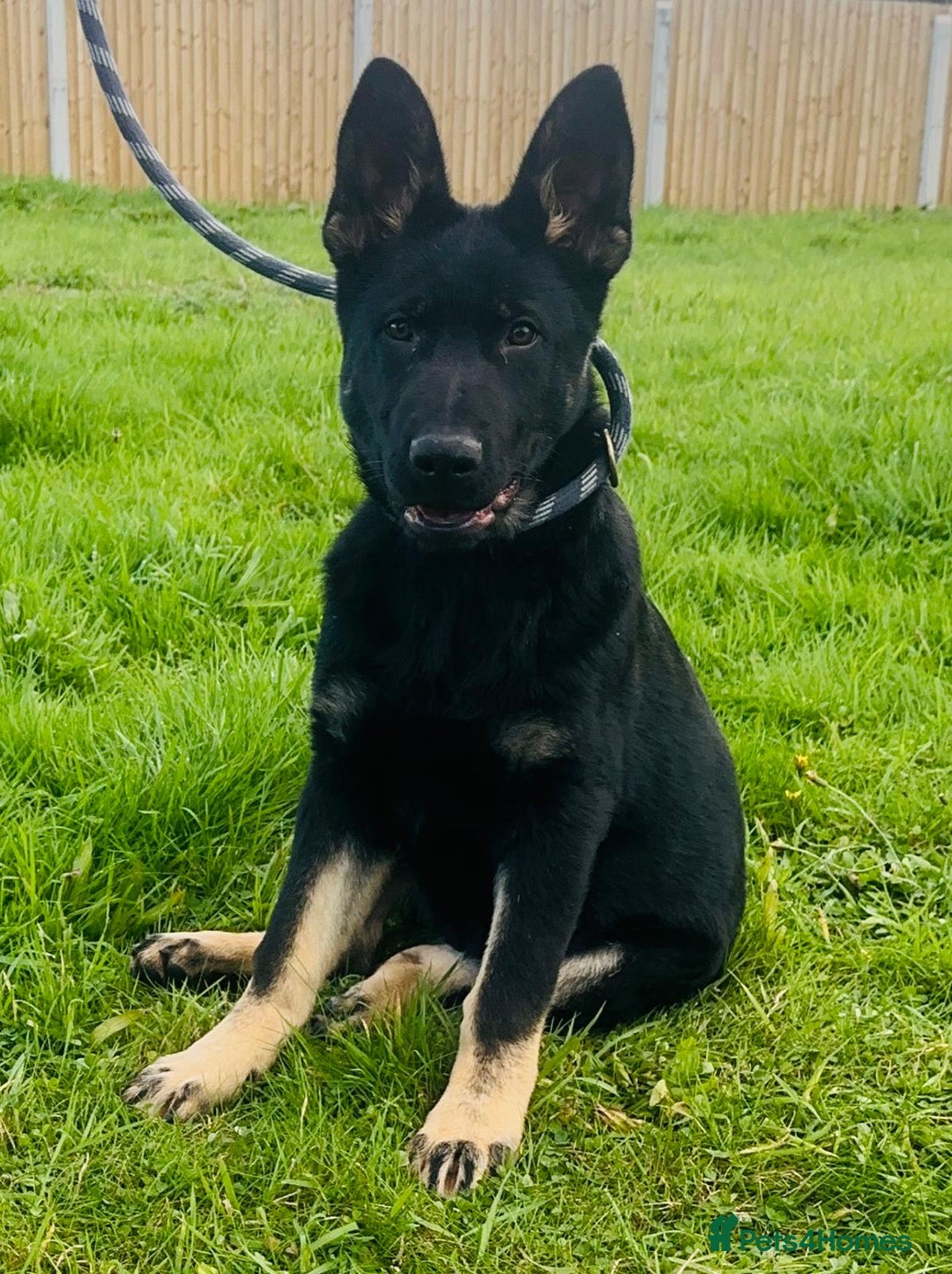 German Shepherd dogs for sale: CZECH DDR WEST GERMAN OLD BLOODLINE KC - Image 11