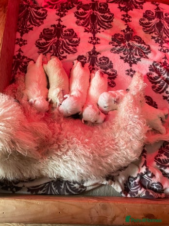 Maltipoo dogs - Advert 7