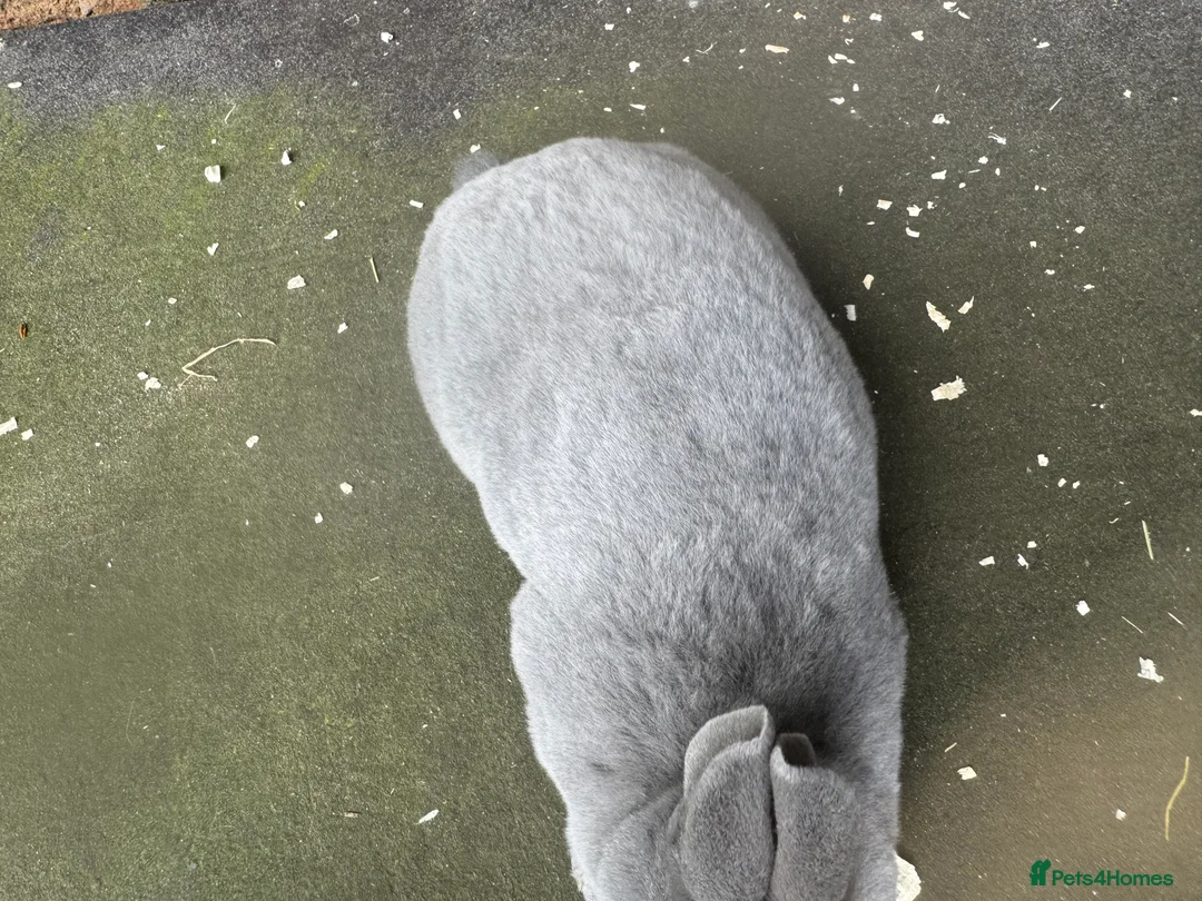 Rex rabbits for sale: Stunning baby blue mini Rex buck  - Advert 3