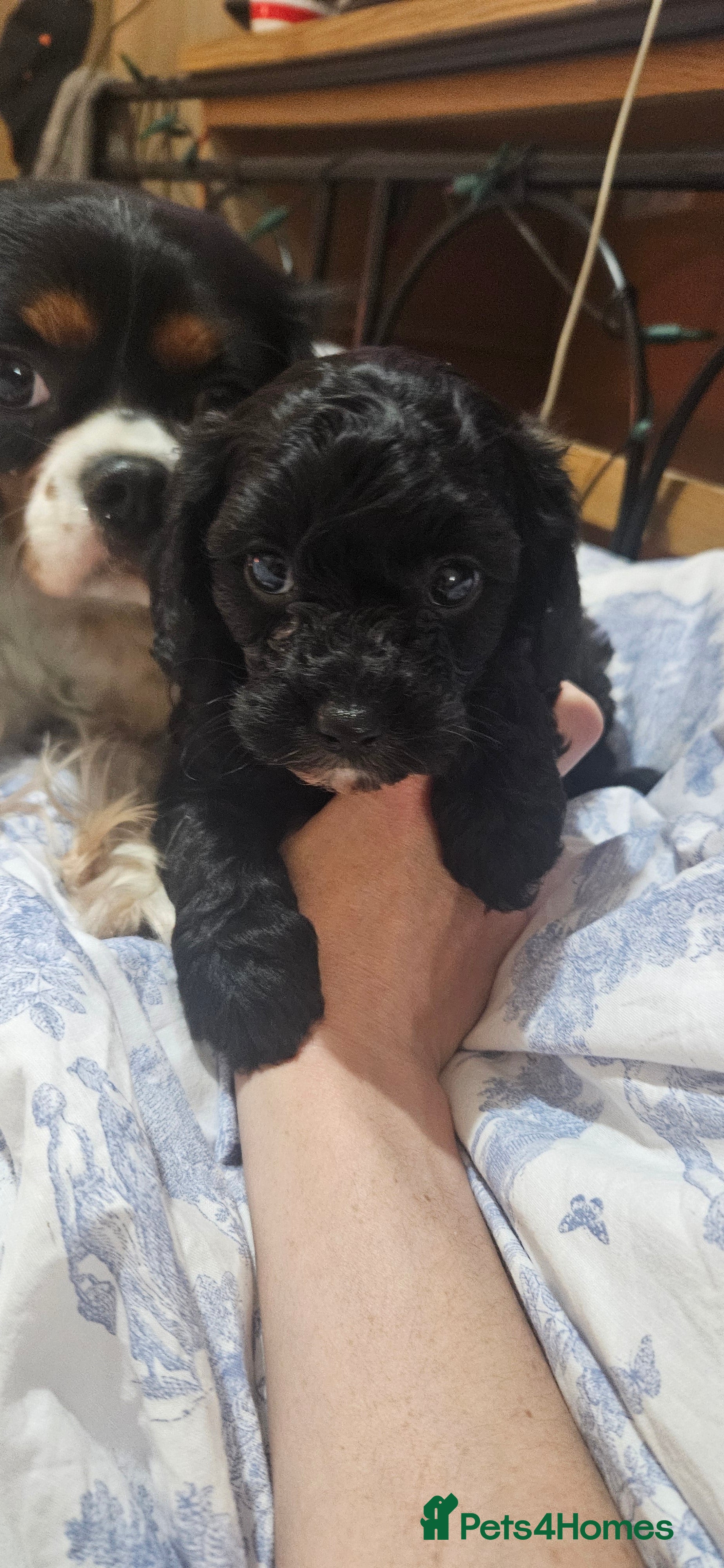 Cavapoo dogs Stunning black Cavapoo boy - Advert 17