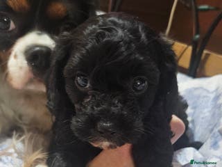 Cavapoo dogs Stunning black Cavapoo boy - Advert 6
