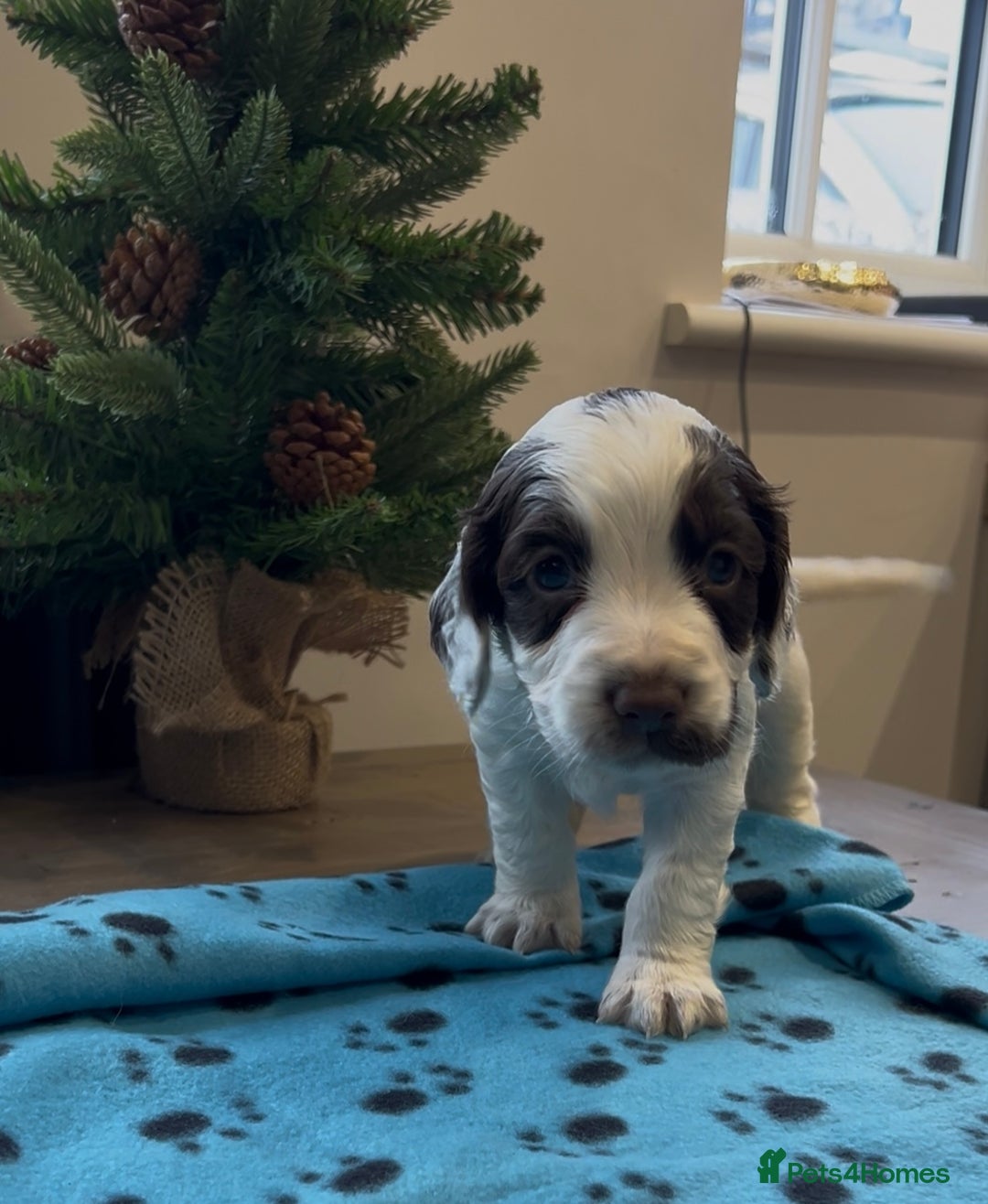 Cocker Spaniel dogs for sale: ✨Beautiful Cocker Spaniel Puppies✨ - Advert 31