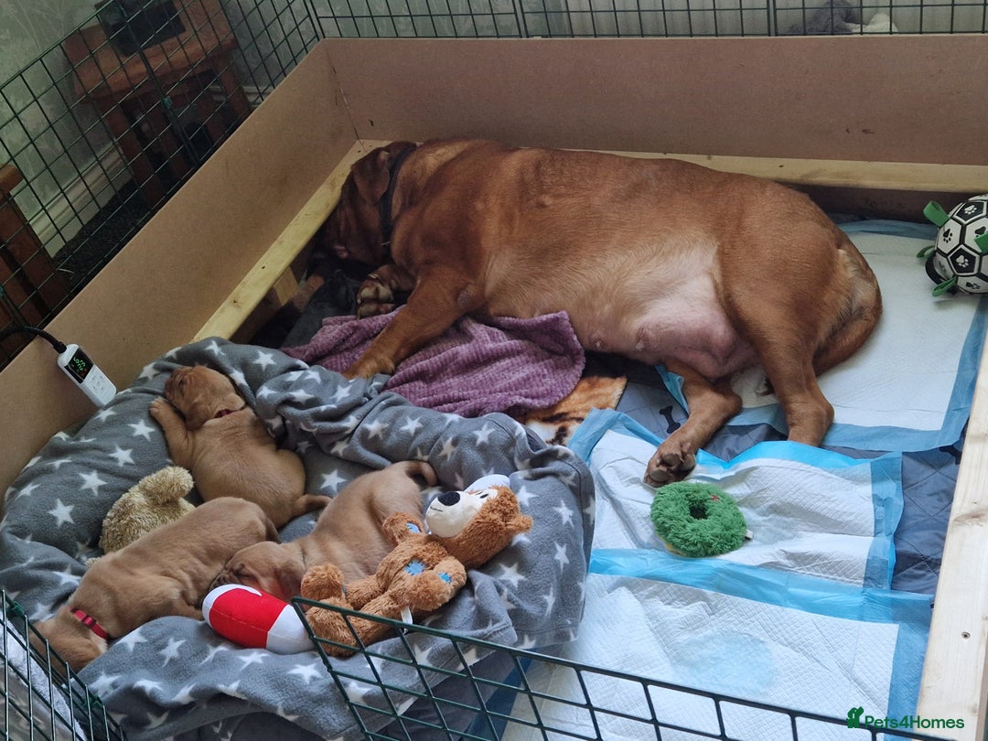 Dogue De Bordeaux dogs for sale: 4 week Douge de Bordeaus puppy  - Advert 3