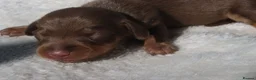 Miniature Dachshund dogs for sale: Miniature Dachshund Puppies - Advert 2