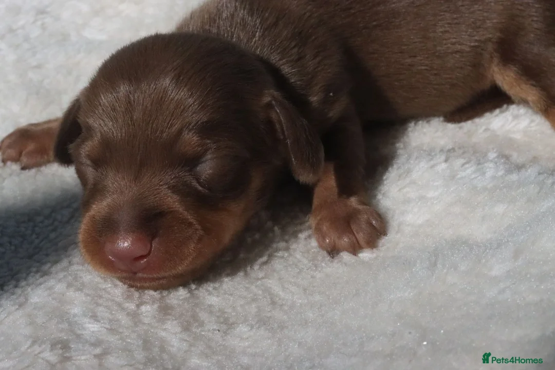 Miniature Dachshund dogs for sale: Miniature Dachshund Puppies - Advert 2
