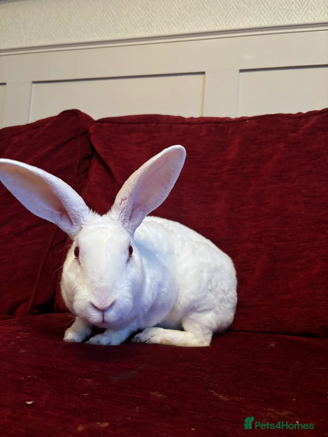 Mixed Breed rabbits for sale: Free rabbit - Advert 2