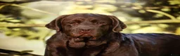 Labrador Retriever dogs for stud: CANEK (MEX IMP) CHOCOLATE LABRADOR STUD - Advert 4