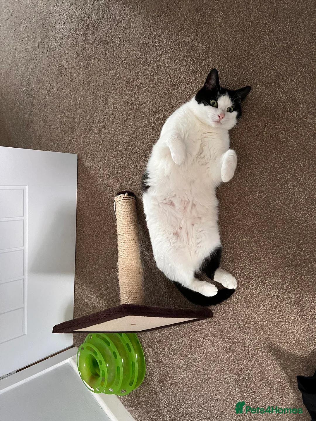 Bengal cats for sale: Bengal cross and mixed breed cats for sale  - Advert 2