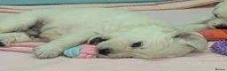 Golden Retriever dogs for sale: Bella’s Golden Gems 7 Gorgeous Puppies Coming Soon - Advert 11