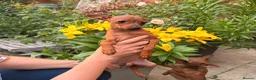 Russian Toy Terrier dogs for sale: KC Russian Toy Terrier - Advert 1