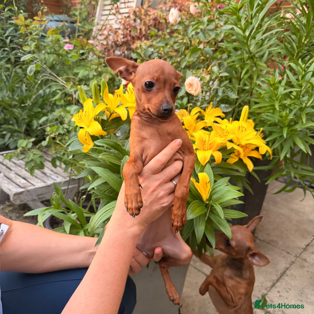 Russian Toy Terrier dogs for sale: KC Russian Toy Terrier - Advert 1
