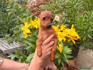 Russian Toy Terrier dogs KC Russian Toy Terrier - Advert 1
