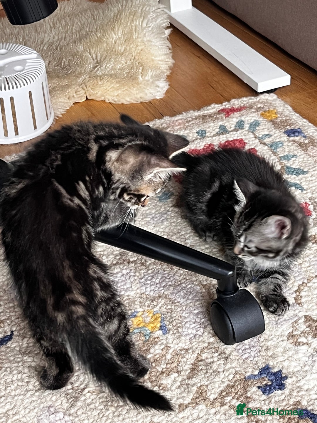 Mixed Breed cats for sale: Playful kittens ready to leave! - Image 9