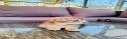 Scottish Fold cats for sale: ✨ Kittens Looking for Forever Homes ✨ - Advert 10