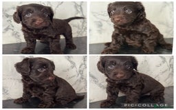 Cockapoo dogs for sale: 🐾Beautiful F2 cockapoos  🐾 - Image 4