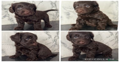 Cockapoo dogs - Advert 11