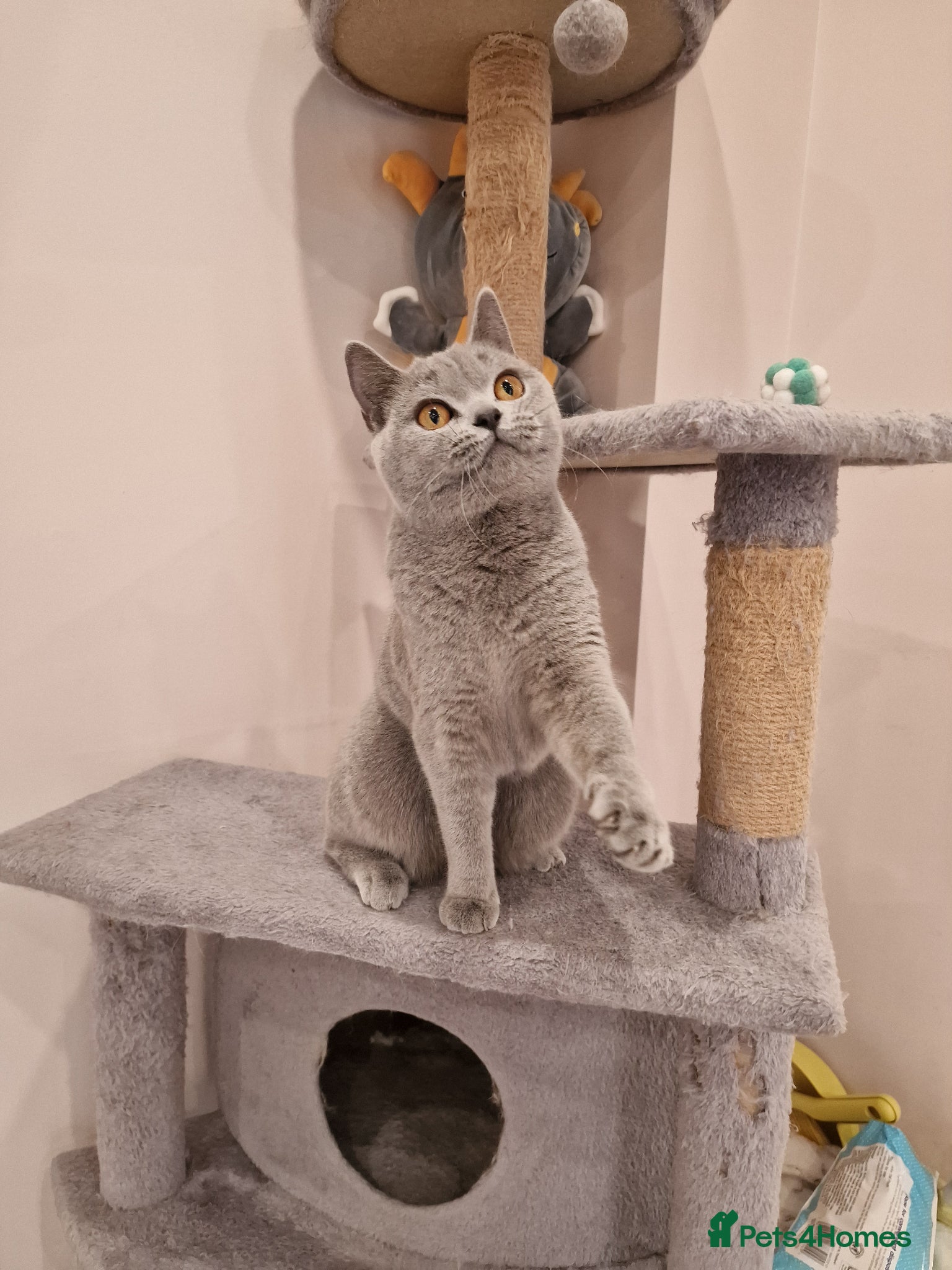 British Shorthair cats ❤️ Amasing girl❤️ GCCF active.  - Advert 12